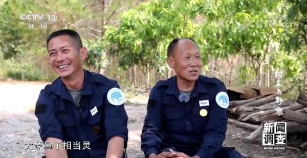 央视调查：25年前备受野象困扰的云南小村庄，如今怎样了？