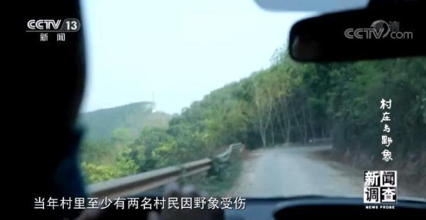 央视调查：25年前备受野象困扰的云南小村庄，如今怎样了？